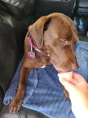 Doggie ice cream after baths! Ruby approved!