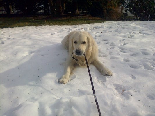 Cyrus playin Tug-of War with his leash