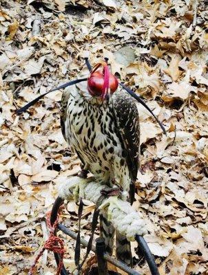 Goshawk at the Arboretum a few years ago on display