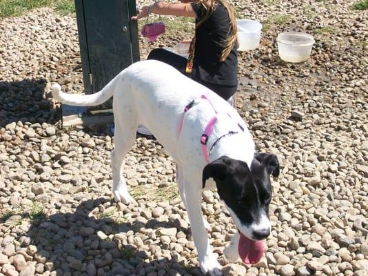 Our dog Chloe on her first trip to Hefflinger Dog Park