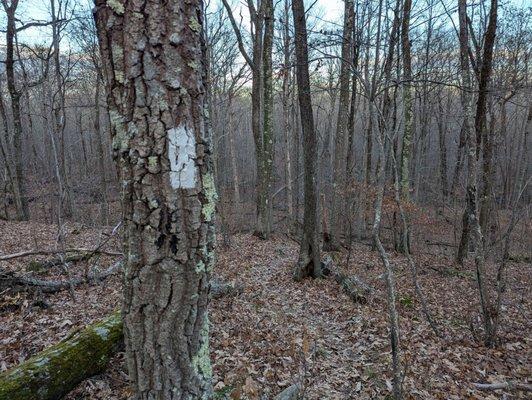 Appalachian Trail at the Pawling Nature Reserve