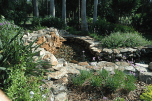 Florida Friendly plants entice birds and butterflies into your property