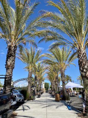 06.12.22 parking lot area with palm trees running down the center