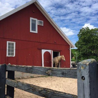 Barn and horse at Black Star Farms