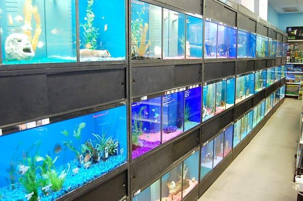 Freshwater Fish section with 100's of different fish. Many rare finds here!