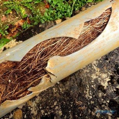 What happens when roots get in your main sewer line.  Call us to inspect it.