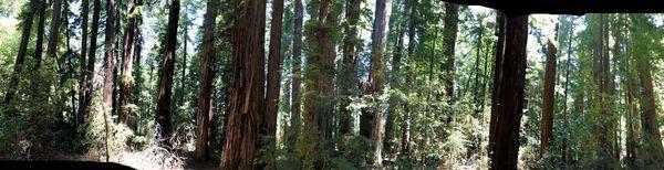 Big Hendy Grove Pano