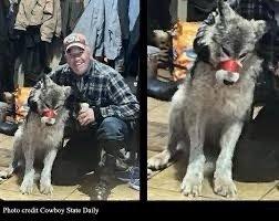 9 month old wolf tortured by Cosy Roberts in Green River Bar on 2/29/2024