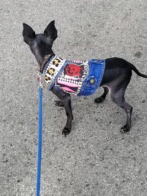 Oreo, the shop dog, after a fancy haircut meeting up with the ladies for a Motorhead show.  She loves to party and have treats.