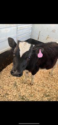 Here is my cow who I brought home and I'm so thankful to have her