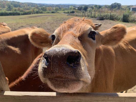 Jersey cows