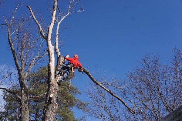 Another picture of the dead Silver Maple in Kenwood