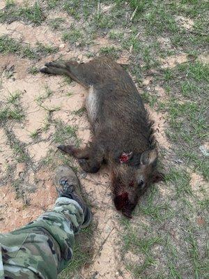 60lb male hog