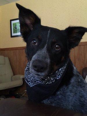 Lila, my beautiful sweet rescue who is so well behaved and pretty much the epitome of a vogue model, our black bandanas are very trendy