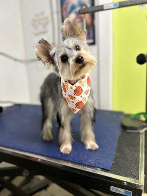 Puppy first haircut