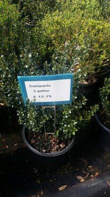 Compacta holly shrub for great price