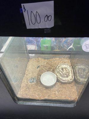 Adult ball python in little tank with no hide and bright lights. These animals are nocturnal and sleep underground during the day.