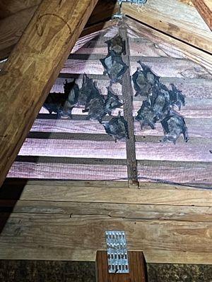 Bat Removal - Alpha Wildlife Charleston