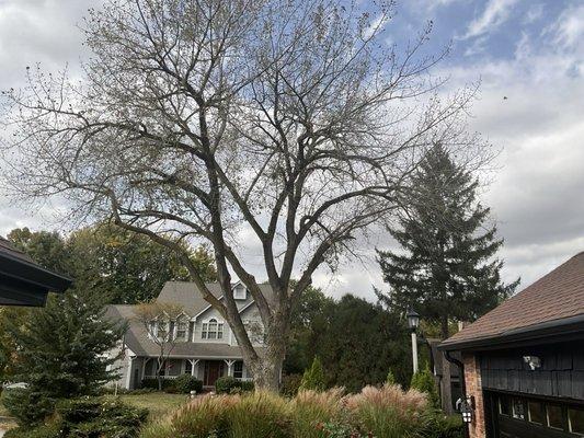 AFTER PICTURE OF A TREE I PAID $1100 TO TRIM. IT LOOKS PRETTY MUCH THE WAY IT DID WHEN THEY STARTED VERY UNHAPPY