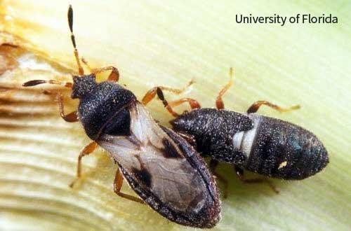 Chinch Bugs (Magnified) They are very, very small in reality