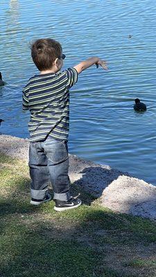 We keep corn in the house to feed the ducks -no bread for these little guys. It's not good for them.