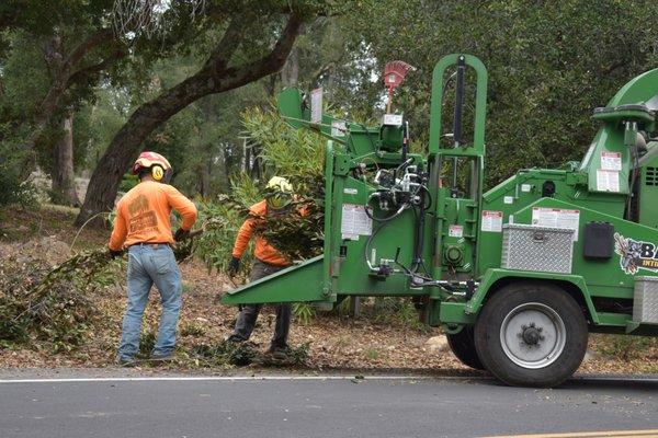 Chipping a few limbs that fell roadside.