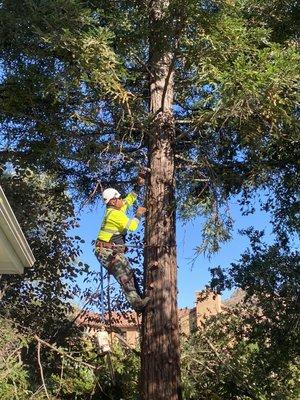 Climbing a Redwood : tree being removed