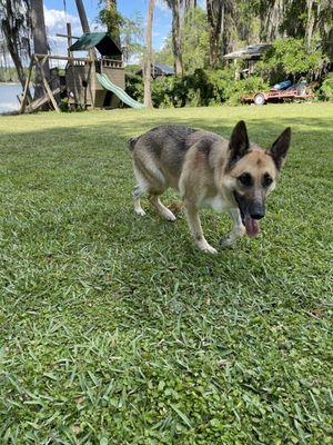 Zoye girl loves the Bark Park