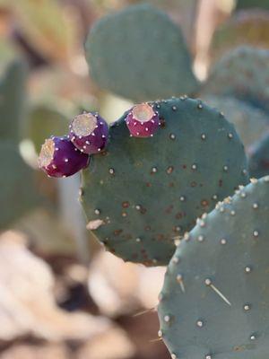 Prickly Pears