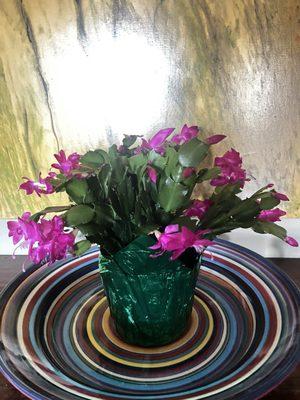 Christmas cactus $14.99