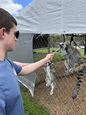 Feeding the lemurs