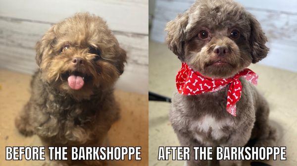 Before and after pics of the wonderful work of the bark Shoppe !