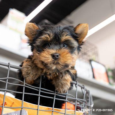 Yorkshire Terrier