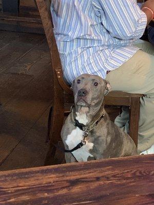 Adorable rescue dog with parent.