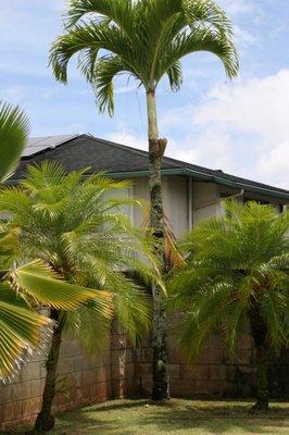 Just one of the taller palm trees - before.