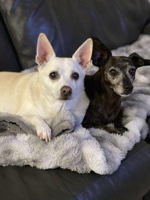 Pennie (white) and Lillie (black). Pennie over the rainbow bridge today. The dr. and staff were so very helpful with us.