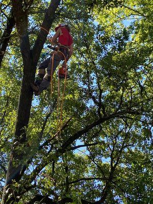 Paul Bunyan Tree Service