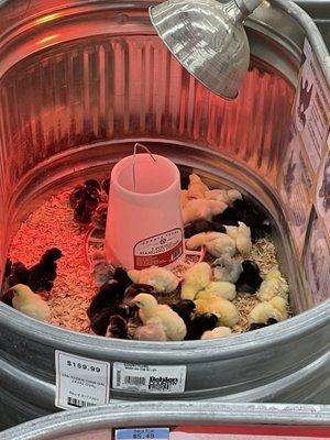 Baby chicks