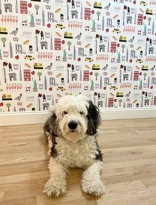 Love my new wallpaper! Steve did a great job applying the peel and stick paper. My dog likes it too!