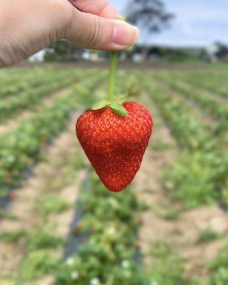 Strawberry