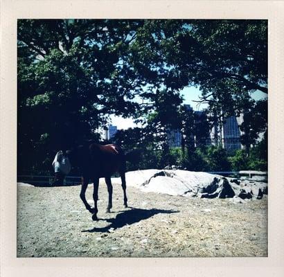 Horse farm w. megahousing in the background! LOVE!