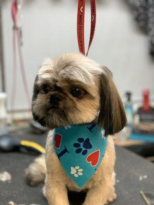 Shih-tzu