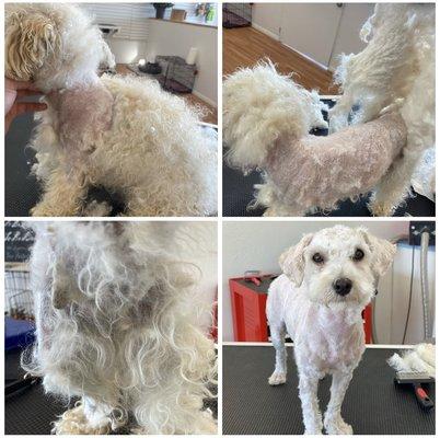 Another makeover for the baby. When others have to say No! We say YES with love and special care. -  " It's always about the dog ! "