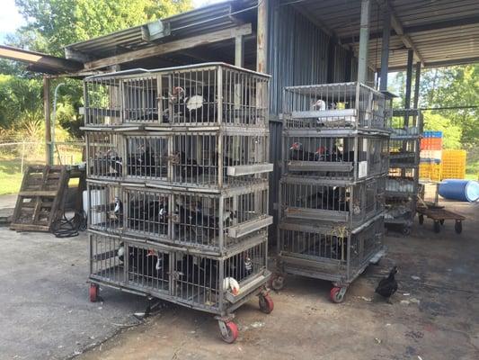 Ducks in a very spacious cage