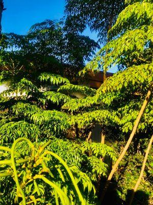 The garden surrounding the Brigantine evokes an enchanted forest into which the wood and glass Mid-Century structure nestles, almost hidden.