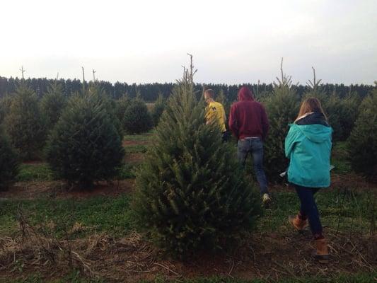 Looking for the perfect tree!