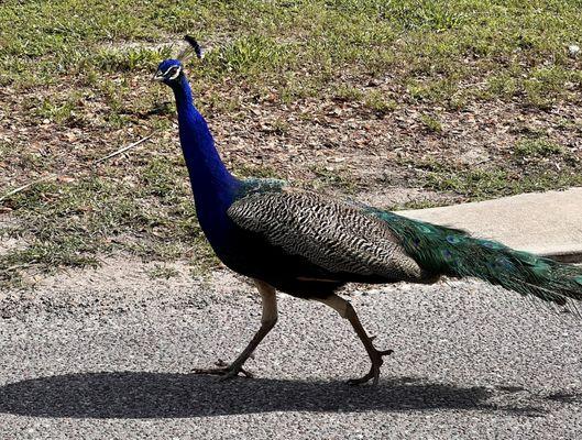 There was a huge ostentation of peacocks at the park today. Love that term!