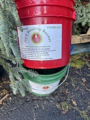 Try our soaking buckets to extend the life of your tree