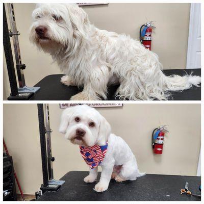 Before and after #petspa #dematt #petmakeover