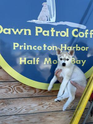 Our puppy Fang loves Dawn Patrol